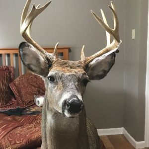 Meet your Posher, Tiger